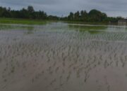Banjir Nagan Raya, Ratusan Bibit Padi Rusak