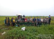 Wujudkan Pertanian Modern Dan Berkelanjutan, BP Deliserdang Panen Musim Tanam Pertama