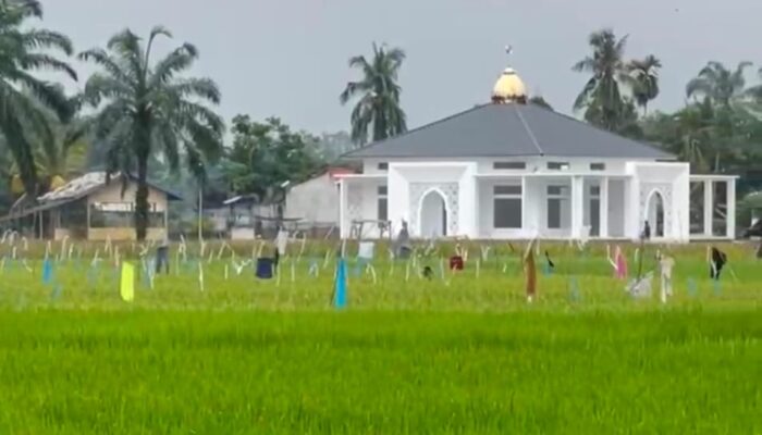 Viral, Masjid Megah Di Tengah Hamparan Padi Di Desa Merbau Dua, Aceh Timur