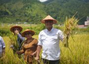 Panen Mina Padi Hasil Pemberdayaan Dan Kolaborasi Inalum-LPPM USU