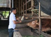 Distan Aceh Besar Lakukan Penggemukan Sapi Program Unggulan Untuk Ketersediaan Daging