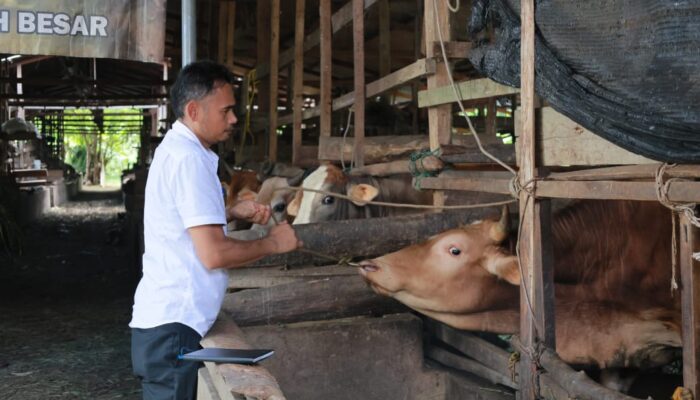 Distan Aceh Besar Lakukan Penggemukan Sapi Program Unggulan Untuk Ketersediaan Daging