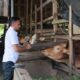 Kabid Peternakan Dinas Pertanian Aceh Besar, Uzir, SPt, MSi, mengecek kesehatan sapi saat peninjauan di salah satu lokasi penggemukan sapi, Gampong Lampaseh Krueng, Kecamatan Montasik, Kabupaten Aceh Besar, Rabu (12/3). (Waspada/Ist)