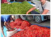 Bulan Puasa, Harga Cabai Merah Dan Rawit Lemah