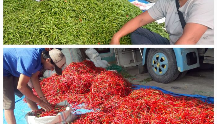 Bulan Puasa, Harga Cabai Merah Dan Rawit Lemah