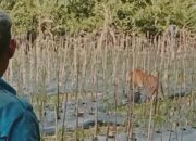 Penampakan Harimau Di Ladang Hebohkan Warga Aceh Timur