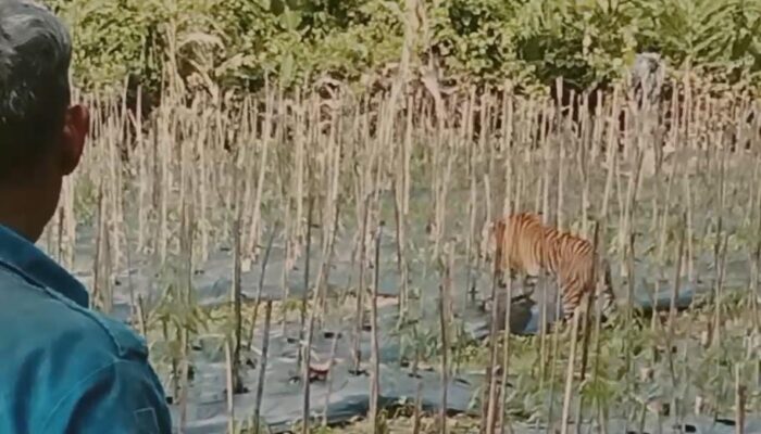 Penampakan Harimau Di Ladang Hebohkan Warga Aceh Timur