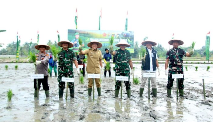 TNI Dan Pemkab Sergai Produksi Padi Varietas Unggul