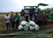 Brigade Pangan Tapteng Lakukan Panen Perdana