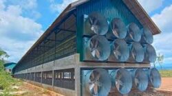 Kandang ayam yang dibangun BUMD PT.TSM dengan biaya miliaran rupiah. (Waspada/Ist)