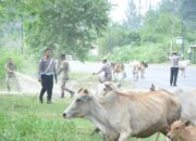 Satpol PP Dan WH Tertibkan Ternak Liar Di Jalan Lintas Banda Aceh-Meulaboh