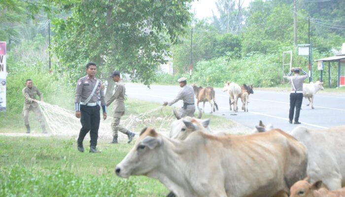 Satpol PP Dan WH Tertibkan Ternak Liar Di Jalan Lintas Banda Aceh-Meulaboh