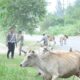 Petugas Satpol PP dan WH Aceh Besar dibantu personel Satlantas Polres Aceh Besar menertibkan ternak berkeliaran di jalan lintas Banda Aceh-Meulaboh, Lhoknga, Aceh Besar, Jumat (29/3). (Waspada/Ist)