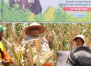 Panen Raya Jagung Tahap I Polrestabes Medan Panen Raya Jagung Tahap I