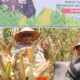 Panen Raya Jagung Tahap I Polrestabes Medan Panen Raya Jagung Tahap I