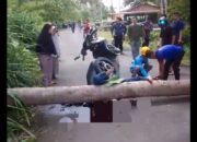 Akibat Angin Kencang Seorang Warga Simeulue Tewas Tertimpa Batang Kelapa