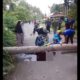 Warga yang tertimpa pohon tumbang di lintasan Batu Ralang, Sabtu (8/3) sore. Waspada/Ist