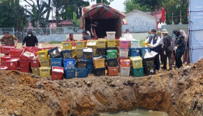 4 Ton Mangga Asal Thailand Dimusnahkan