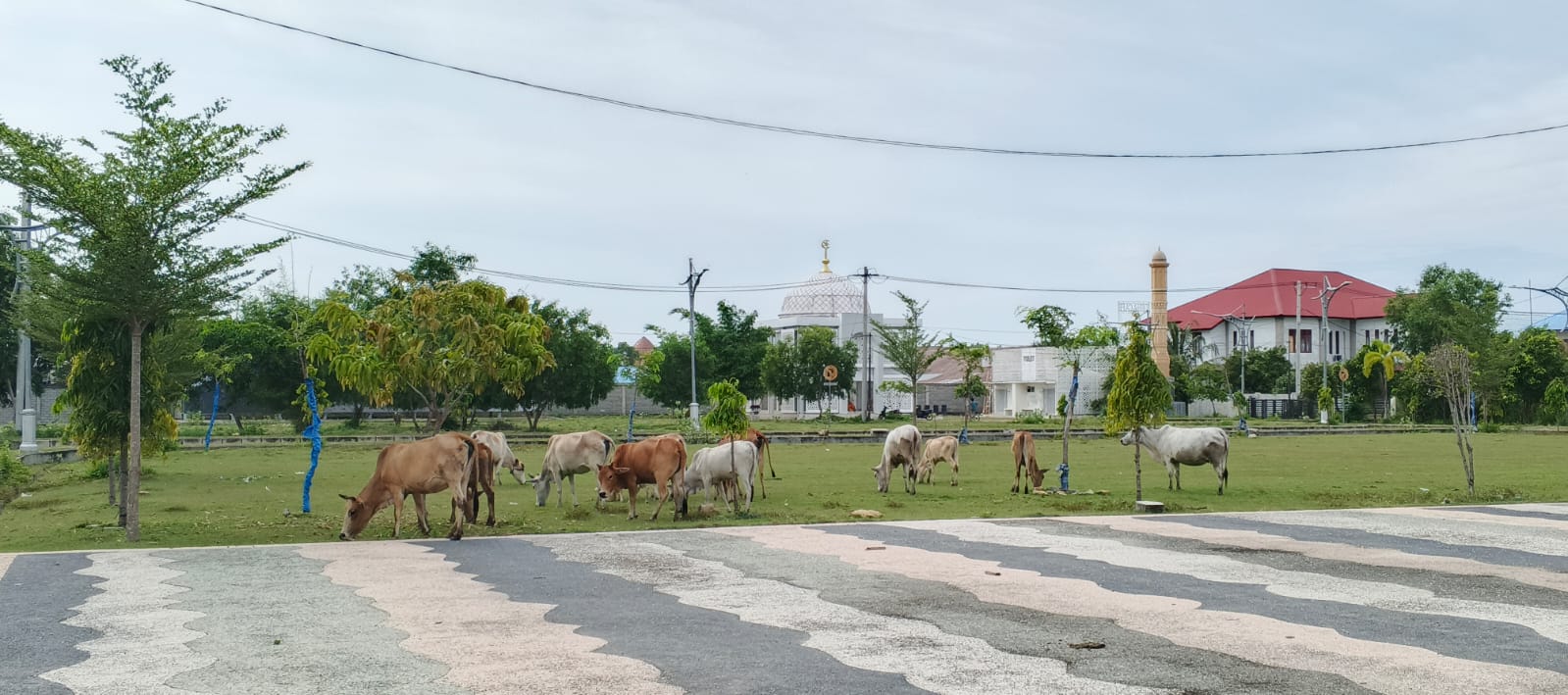 Halaman Gedung PCC Pidie Jadi Peternakan Hewan Terbesar Di Aceh