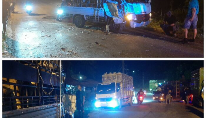 Truk Ikan Laga Kambing Dengan Pick Up Lembu, Semua Selamat