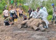 Seekor Gajah Jantan Ditemukan Mati Di Pinggiran Kawasan TNGL Besitang