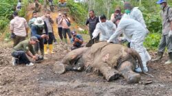 SEEKOR gajah jantan ditemukan mati di areal perkebunan PT Rapala yang berbatasan dengan TNGL. Waspada/Ist