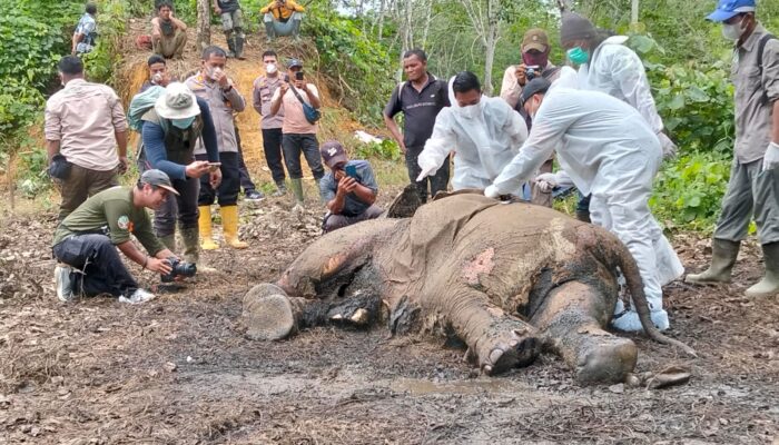 Seekor Gajah Jantan Ditemukan Mati Di Pinggiran Kawasan TNGL Besitang