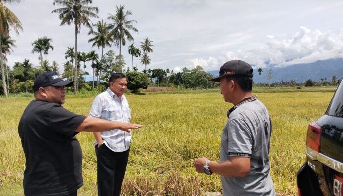 Bupati Salim Fakhry Tinjau Persiapan Panen Raya Padi Serentak