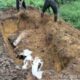 BANGKAI seekor gajah Sumatera yang ditemukan mati dan telah membusuk ditanam oleh petugas. Waspada/Ist