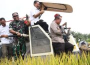 25 Hektare Padi Dipanen Serentak Di Aceh Timur