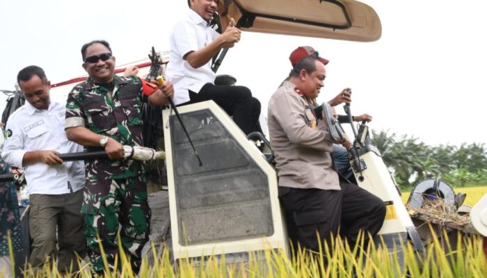 25 Hektare Padi Dipanen Serentak Di Aceh Timur