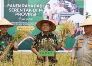 Desa Mbelang Malum Ikuti Panen Padi Serentak Se-Indonesia