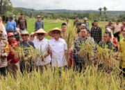 Panen Bersama Presiden RI, Bupati Tapsel Komit Dukung Swasembada Pangan