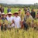 Bupati Tapsel Gus Irawan Pasaribu (4 kanan depan) panen raya bersama Presiden RI Prabowo Subianto yang disiarkan langsung lewat Daring dari Desa Pargarutan Julu, Angkola Timur. (Waspada/Sukri Falah Harahap)