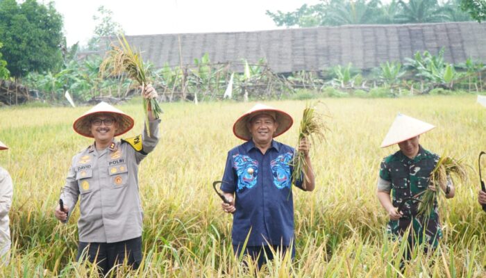 Syah Afandin Yakin, Langkat Menjadi Salah Satu Daerah Penopang Swasembada Pangan Nasional