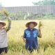 BUPATI Langkat bersama unsur Forkopimda melaksanakan panen padi serentak di Desa Baru, Kec. Hinai.Waspada/Ist