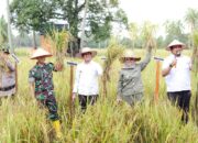 Bupati Ingin Madina Pemasok Beras Utama