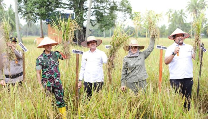 Bupati Ingin Madina Pemasok Beras Utama