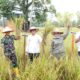 Bupati, Wakil Bupati, Dandim, DPR, saat Panen Padi Raya bersama Presiden RI secara simbolis di Desa Huraba II, Kecamatan Siabu. (Waspada/ist)
