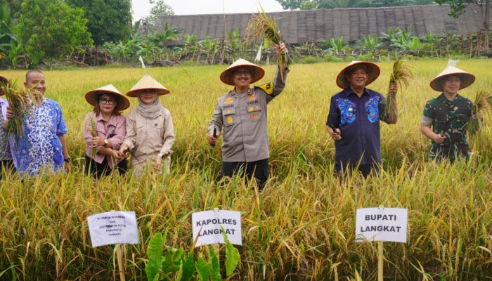 Kapolres Langkat Hadiri Panen Raya Padi Di Hinai