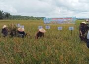 Komitmen Swasembada Di Palas Harus Tercapai