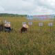 Pemkab Padanglawas panen raya serentak bersama Presiden RI yang dipusatkan di Desa Tobingtinggi Kecamatan Huristak, tepatnya di lahan persawahan kelompok tani Satahi.(Waspada/Ist)