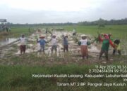 Dukung Swasembada, Brigade Pangan Labura Lakukan Penanaman MT 2