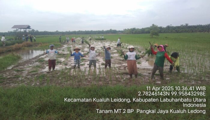 Dukung Swasembada, Brigade Pangan Labura Lakukan Penanaman MT 2