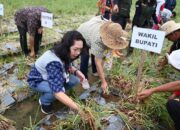 Wabup Humbahas Panen Bawang Merah