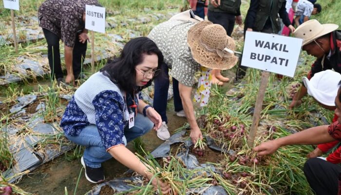 Wabup Humbahas Panen Bawang Merah
