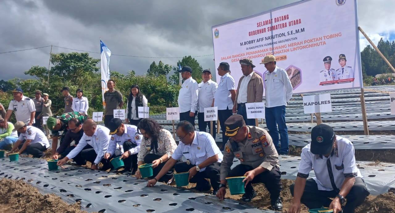 Poktan Tobing Desa Dolokmargu Tanam Bawang Merah Jenis Batu Ijo