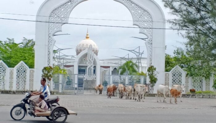 Halaman Gedung PCC Pidie Jadi Peternakan Hewan Terbesar Di Aceh