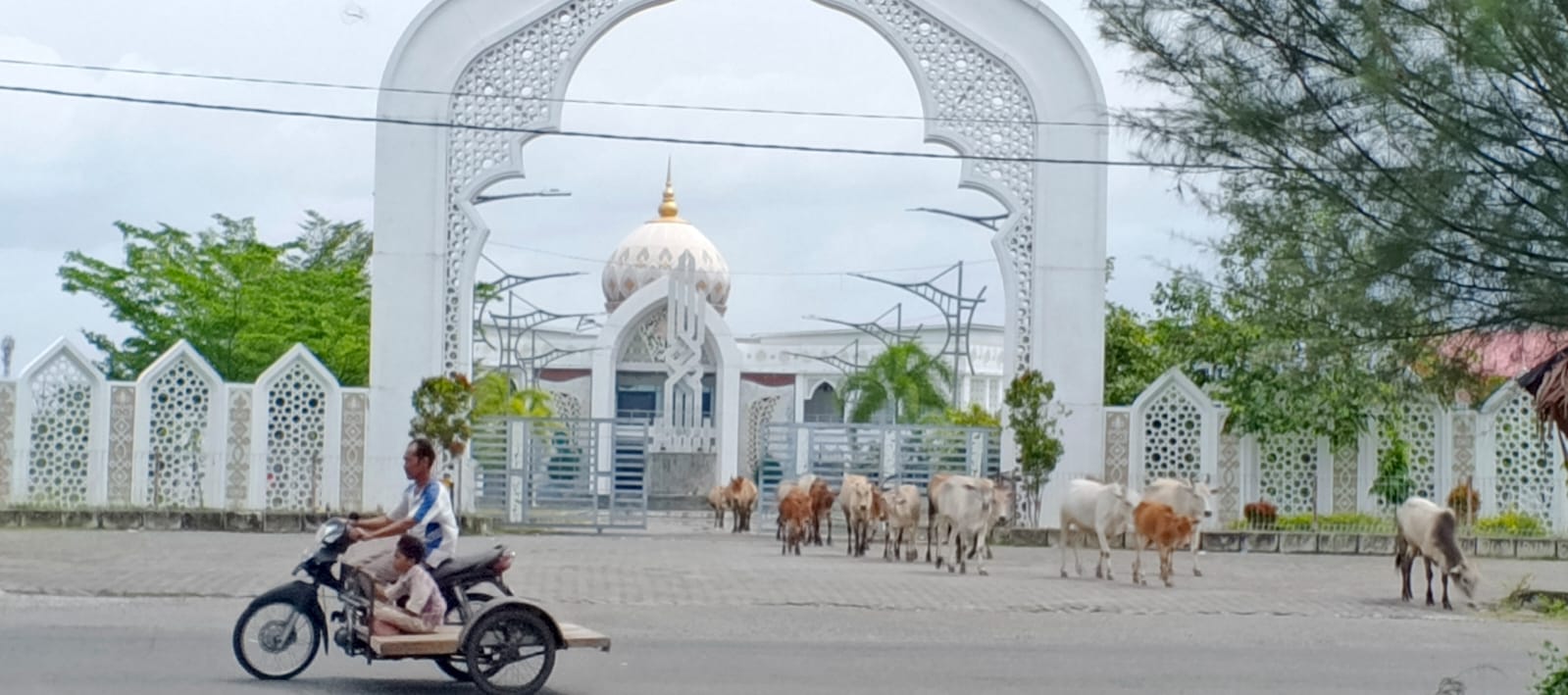 Halaman Gedung PCC Pidie Jadi Peternakan Hewan Terbesar Di Aceh