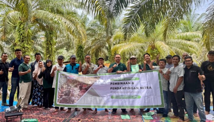 Dorong Peningkatan TBS, PT PLB Edukasi Petani Perawatan Kebun Kelapa Sawit